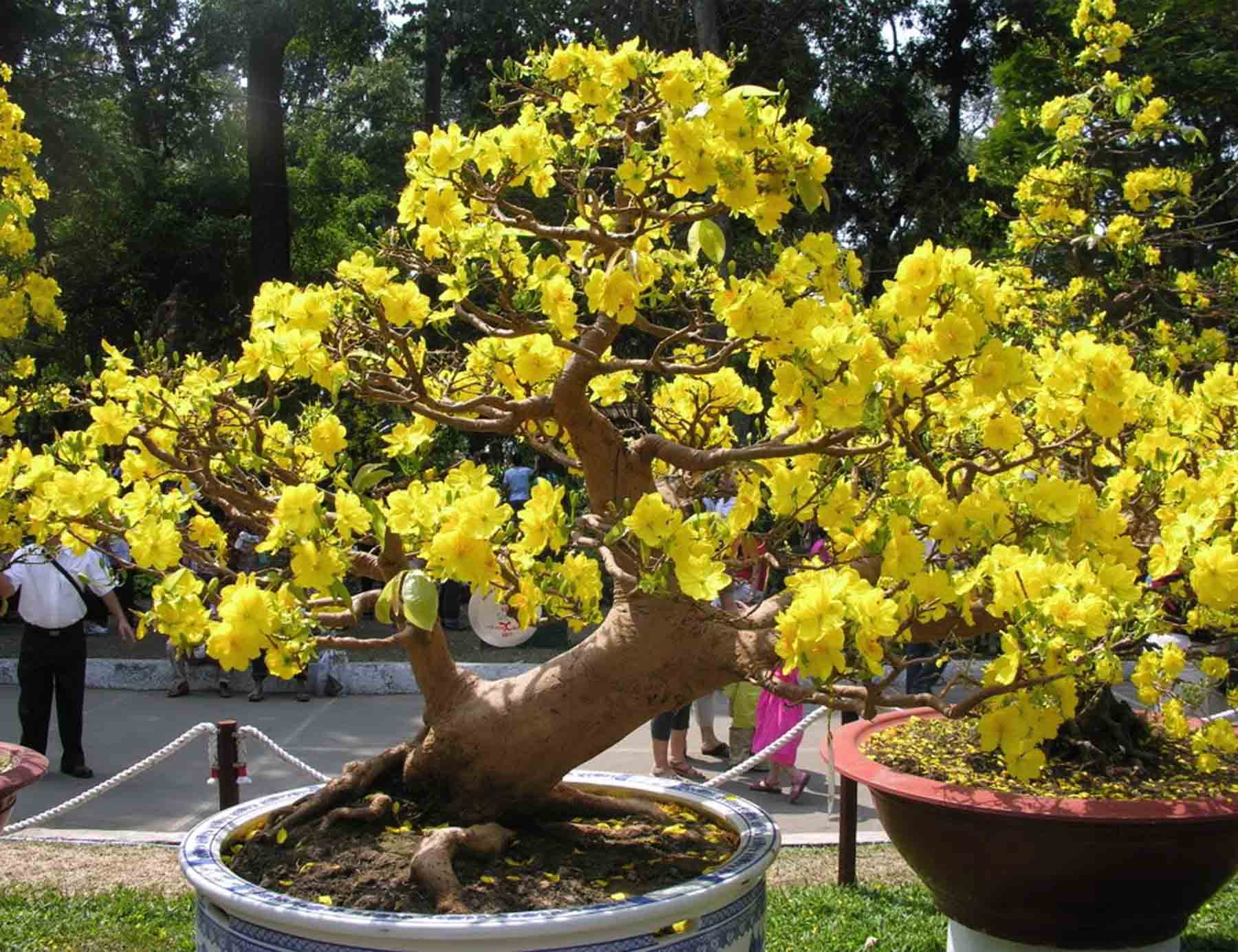 Hoa đặc trưng của miền Nam là hoa mai vàng tươi mát